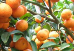 Pע31lr팍 _ꑰlչMҸС