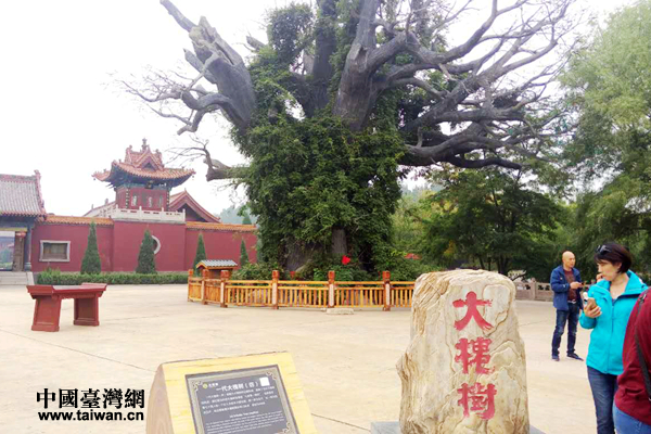 大槐樹。 大槐樹。