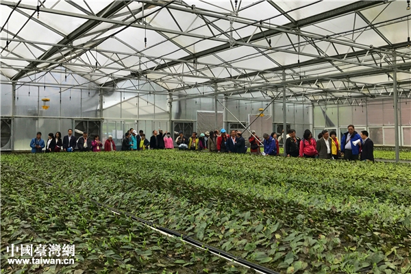參觀茶苗培育室。(中國臺灣網 趙苗青 攝) 參觀茶苗培育室。(中國臺灣網 趙苗青 攝)