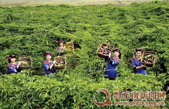 渡馬鄉(xiāng)萬斤百香果“高調(diào)”飛臺灣 渡馬鄉(xiāng)萬斤百香果“高調(diào)”飛臺灣