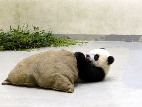 臺北大熊貓寶寶“圓仔”抱新玩具“枕頭君”(圖)