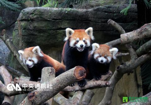 臺灣小熊貓寶寶亮相賣萌動物園邀粉絲命名(圖)