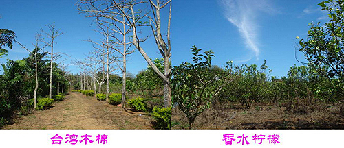 臺資企業(yè)東坡莊園 市民休閑度假的好去處