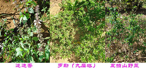 臺資企業(yè)東坡莊園 市民休閑度假的好去處