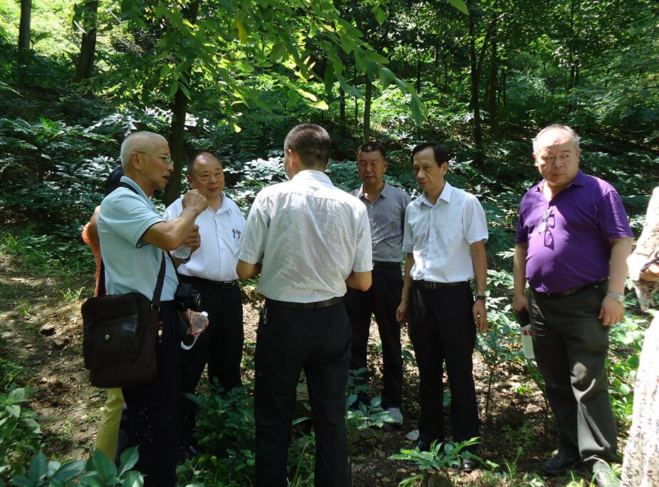 天津臺商協會到竹溪縣考察魔芋產業 天津臺商協會到竹溪縣考察魔芋產業
