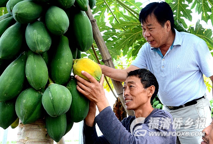 福清臺(tái)灣農(nóng)民創(chuàng)業(yè)園區(qū)推廣臺(tái)灣優(yōu)良蔬果 福清臺(tái)灣農(nóng)民創(chuàng)業(yè)園區(qū)推廣臺(tái)灣優(yōu)良蔬果