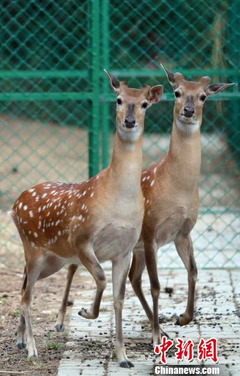 在威海劉公島國(guó)家森林公園生活的臺(tái)灣梅花鹿一家人丁興旺。圖為臺(tái)灣梅花鹿兄弟。 蔡潤(rùn)連 攝