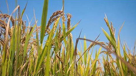 ຣʡӋ(j)l(f)Ÿھ(zhn)ؚJ1665.5|Ԫ