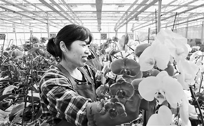 臺(tái)灣蘭花在新疆綻放(圖)