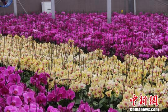 探訪貴州山里的“臺灣村”