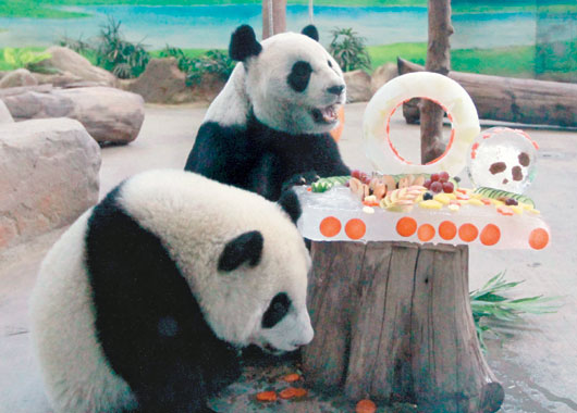 贈(zèng)臺(tái)大熊貓團(tuán)團(tuán)、圓圓過10歲生日大啃蛋糕(圖)