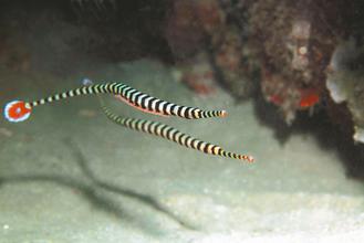 臺(tái)灣成功繁殖“帶紋斑節(jié)海龍”為全球首例(圖)