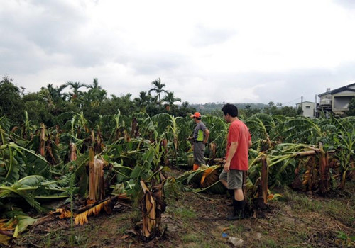 臺(tái)風(fēng)“蘇迪羅”橫掃全臺(tái)農(nóng)業(yè)損失破6億花蓮最慘重