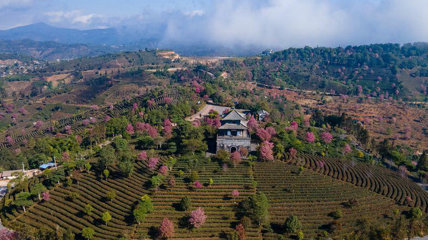 云南普洱:冬櫻盛開 姹紫嫣紅