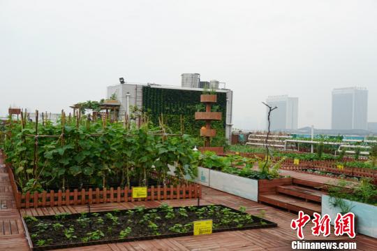 屋頂農場有效的利用了大廈的屋頂。 孫權 攝