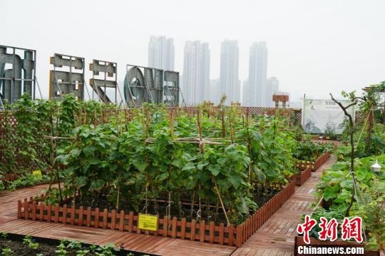 藏身高樓樓頂的“菜地”種植了不少時蔬。 孫權 攝