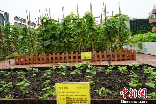 屋頂農場中種植的水果黃瓜。 孫權 攝