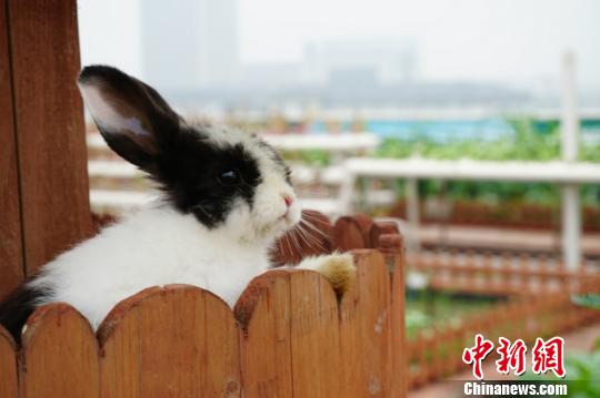 在屋頂農場除了果蔬以外,還養著可愛的小兔子。 孫權 攝