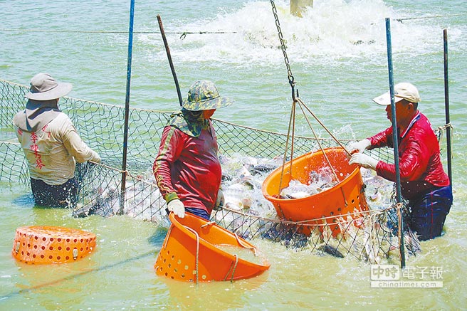 假南向真“反中” 臺農漁業(yè)被綠營趕盡殺絕 假南向真“反中” 臺農漁業(yè)被綠營趕盡殺絕