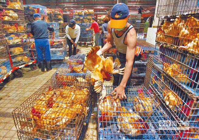 臺當局“農委會主委”林聰賢16日宣布,17日零時起全臺家禽禁宰禁運7天,但室內飼養且直接送到屠宰場屠宰的白肉雞、1日齡的雛雞不在此限 臺當局“農委會主委”林聰賢16日宣布,17日零時起全臺家禽禁宰禁運7天,但室內飼養且直接送到屠宰場屠宰的白肉雞、1日齡的雛雞不在此限