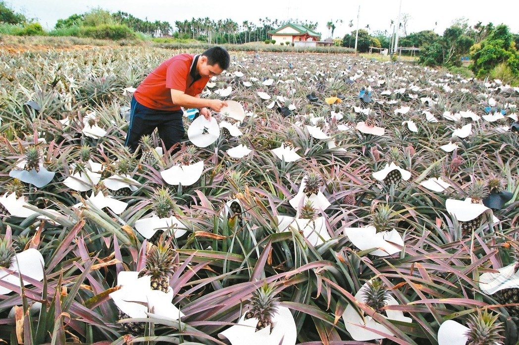大陸游客銳減重創臺觀光業 鳳梨酥業者百萬業績砍半 大陸游客銳減重創臺觀光業 鳳梨酥業者百萬業績砍半