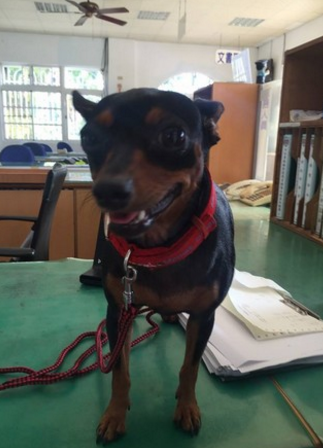 靠主人這張3點手繪神圖 警察30分鐘找回狗狗 靠主人這張3點手繪神圖 警察30分鐘找回狗狗