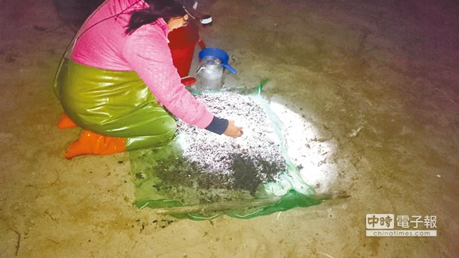 寒流來襲 鰻魚捕撈產值可望突破9000萬(圖) 寒流來襲 鰻魚捕撈產值可望突破9000萬(圖)