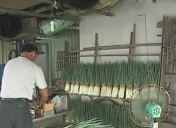 臺灣宜蘭地區(qū)連日來降下大雨,當?shù)靥禺a三星蔥產量及價格已經受到沖擊(資料圖片)。圖片來源:臺灣“今日新聞網”