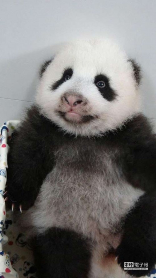 贈(zèng)臺(tái)大熊貓寶寶祝中秋平安會(huì)拋媚眼裝可愛(圖)