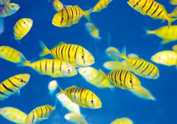 臺(tái)灣成功繁殖復(fù)育“黃金魚(yú)參”千尾金魚(yú)非常亮眼