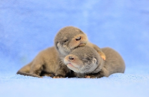 臺(tái)灣水獺寶寶張開雙眼爭(zhēng)吃奶忙翻保育員(圖)