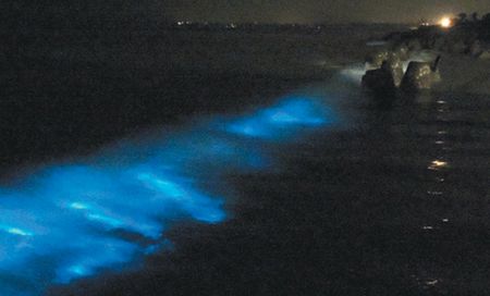 金門(mén)南海岸出現(xiàn)“藍(lán)眼淚”奇觀民眾爭(zhēng)睹(圖)