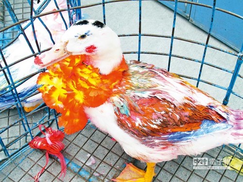 臺(tái)灣高雄舉辦另類“選美”眾家禽濃妝艷抹(圖)