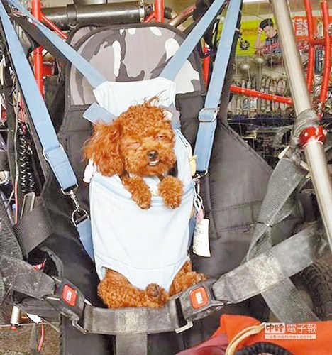 男子駕飛行傘空中亂飛曾載寵物狗沖上云霄 男子駕飛行傘空中亂飛曾載寵物狗沖上云霄