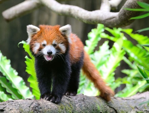 福州小熊貓歡歡臺灣亮相 到處“擦屁股”賣萌(圖) 福州小熊貓歡歡臺灣亮相 到處“擦屁股”賣萌(圖)