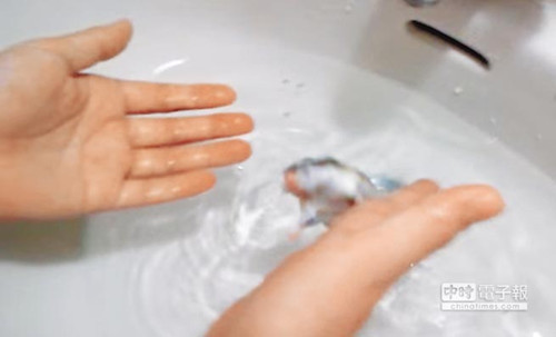 飼主128秒淹倉鼠17次網友怒稱要人肉搜索(圖)