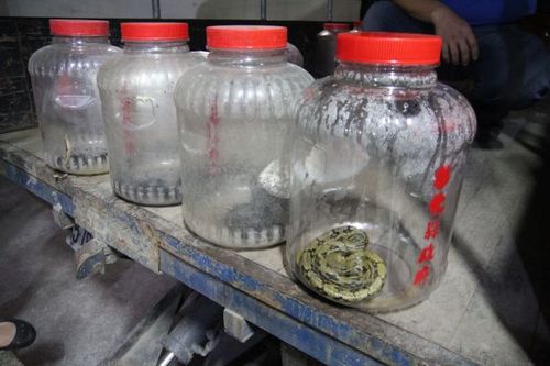 信箱內有大蟒蛇屋主疑是惡作劇(圖)