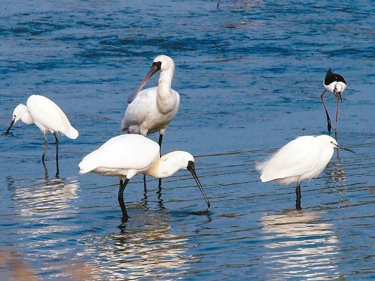 臺灣禽流感疫區(qū)擴(kuò)及14縣市 臺東淪陷 臺灣禽流感疫區(qū)擴(kuò)及14縣市 臺東淪陷