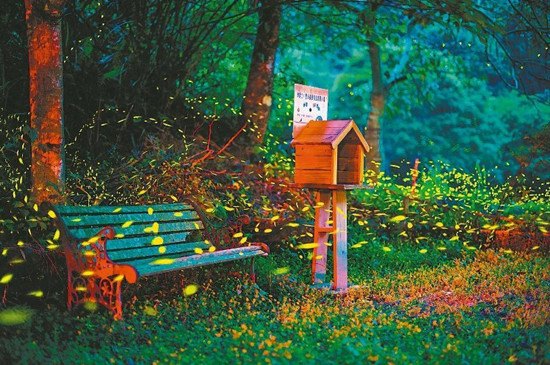 苗栗山區螢火蟲提前爆量游客賞螢嘆為觀止(圖)