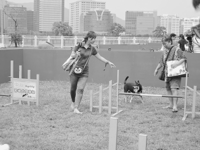 臺灣各縣市出金點子 設立狗運動公園推行撿“黃金” 臺灣各縣市出金點子 設立狗運動公園推行撿“黃金”