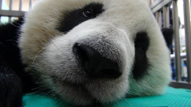 “圓仔”體檢誤吞針頭,目前已順利排出健康無礙。(圖/《中時電子報(bào)》) “圓仔”體檢誤吞針頭,目前已順利排出健康無礙。(圖/《中時電子報(bào)》)