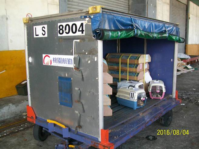 上千只牡丹鳥及3只貓犬因桃園航勤員工疏失,在貨柜中活活熱死。(圖片來源:臺灣《中時電子報》) 上千只牡丹鳥及3只貓犬因桃園航勤員工疏失,在貨柜中活活熱死。(圖片來源:臺灣《中時電子報》)