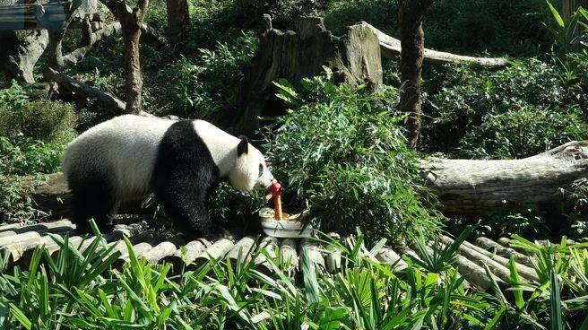 “圓仔”新年特餐的素材有蘋果、胡蘿卜、葡萄、窩窩頭及竹葉等 “圓仔”新年特餐的素材有蘋果、胡蘿卜、葡萄、窩窩頭及竹葉等