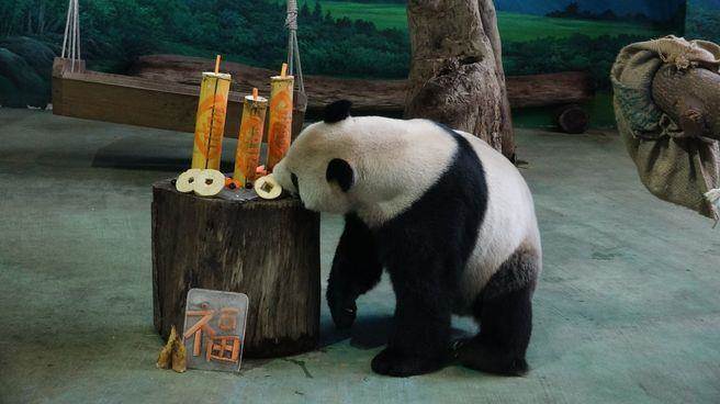 “團團”的新年大餐象征“爆竹一聲除舊歲,迎新接福好采頭!” “團團”的新年大餐象征“爆竹一聲除舊歲,迎新接福好采頭!”