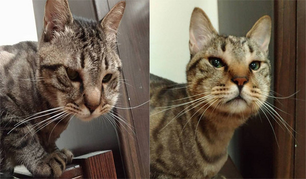 萌貓被蜂蟄腫成豬頭 傲嬌包子臉讓人好笑又心疼 萌貓被蜂蟄腫成豬頭 傲嬌包子臉讓人好笑又心疼