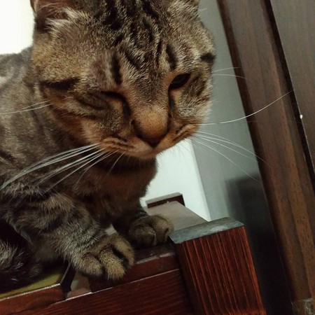 萌貓被蜂蟄腫成豬頭 傲嬌包子臉讓人好笑又心疼 萌貓被蜂蟄腫成豬頭 傲嬌包子臉讓人好笑又心疼