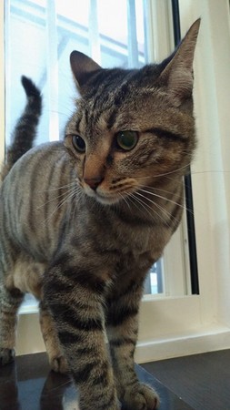 萌貓被蜂蟄腫成豬頭 傲嬌包子臉讓人好笑又心疼 萌貓被蜂蟄腫成豬頭 傲嬌包子臉讓人好笑又心疼