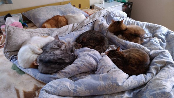 萌貓被蜂蟄腫成豬頭 傲嬌包子臉讓人好笑又心疼 萌貓被蜂蟄腫成豬頭 傲嬌包子臉讓人好笑又心疼