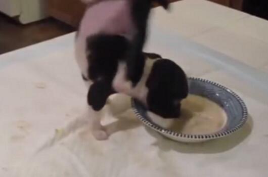 小黃狗吃飯施展"飄浮神功" 雙腳舉過頭180度轉半圈 小黃狗吃飯施展"飄浮神功" 雙腳舉過頭180度轉半圈