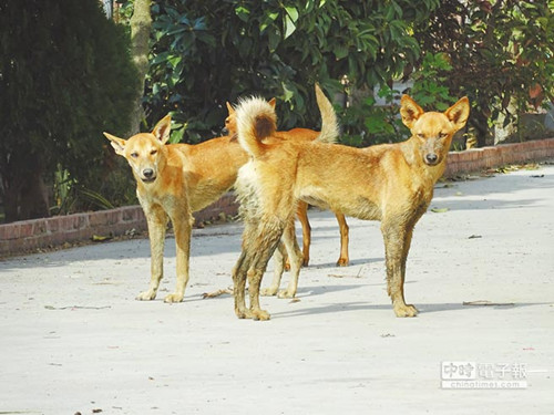 臺(tái)灣91歲老農(nóng)遭野狗咬死 面對(duì)惡犬要慢退防衛(wèi)威嚇(圖) 臺(tái)灣91歲老農(nóng)遭野狗咬死 面對(duì)惡犬要慢退防衛(wèi)威嚇(圖)